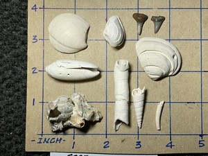 ☆Fossil Specimen 10 Pack - Berkeley Quarry S.C. - Barnacle-Dentalium-Teeth ☆297