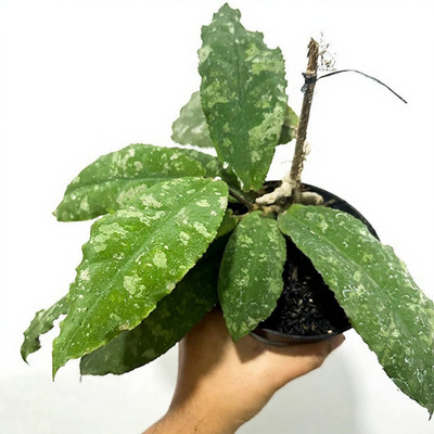 Real Pict Hoya Undulata Rare Plant