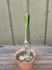 Trachyandra saltii  rare plant 4''pot