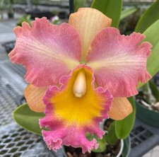 Rlc Curtis Oda ‘Volcano Queen’ Peach Pink Fragrant Mericlone Orchid 2” Pot
