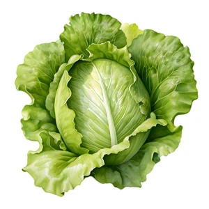 Lettuce Vegetable Self Adhesive Waterproof Sticker