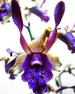 Dendrobium Orchid Kaifano X Fraser's Blue Twister