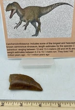 Tyrannosaurus T REX 2 1/8” African Carcharodontosaurus REAL F0SSIL R29