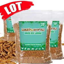 Bulk Dried BSF Mealworms for Wild Birds Food Chickens Hen Fish Treats Food Lot
