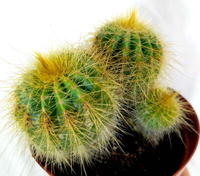 Parodia leninghausii,Notocactus,Kakteen,Pflanzengruppe,ca.13cm,getopft