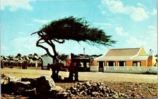 Divi-Divi Tree, ARUBA, Netherlands Antilles Postcard