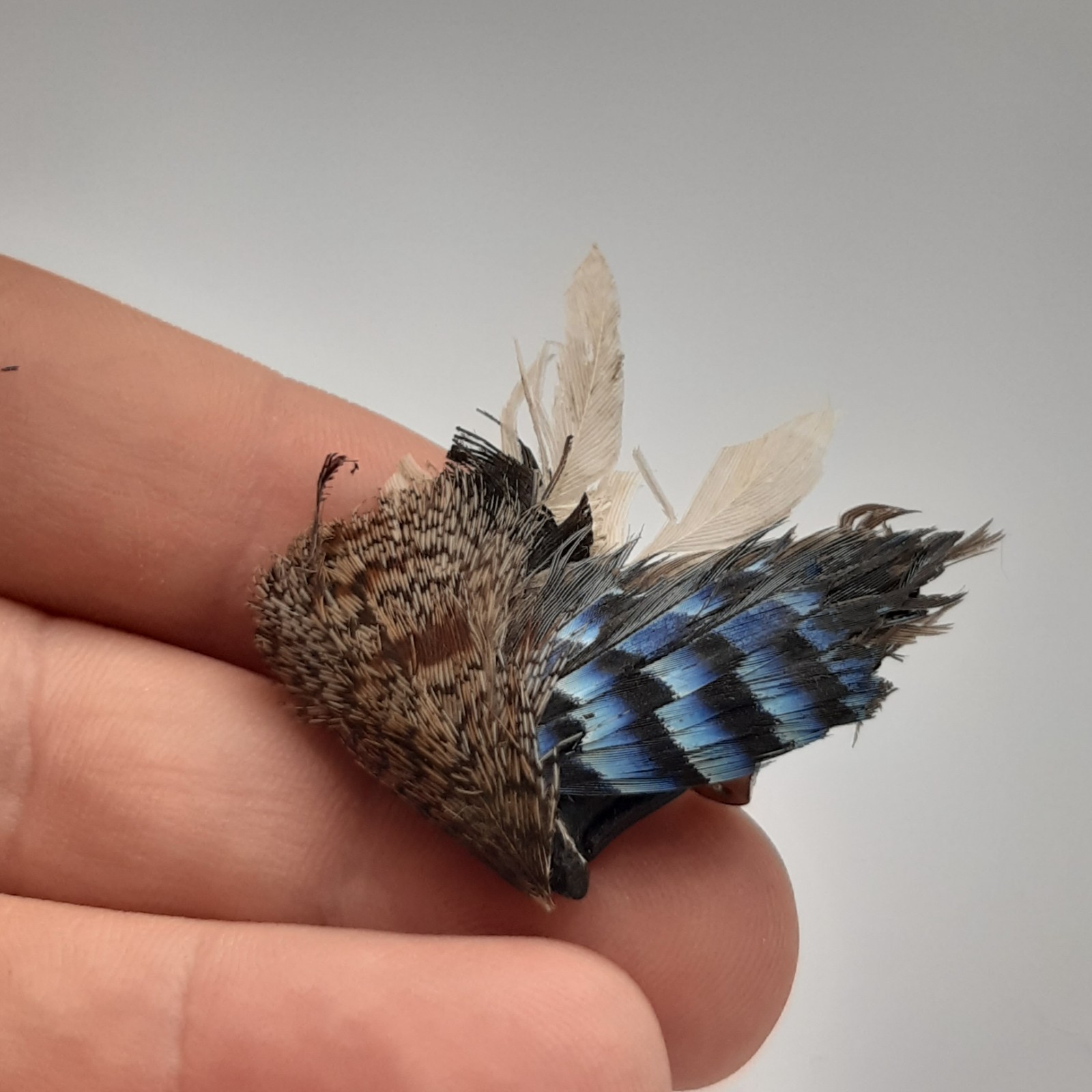 Vintage Eurasian Jay Feather Brooch Pin Blue Black Striped Taxidermy Art image 3
