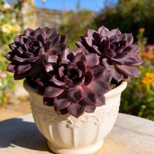 玉树花cactis 、多肉植物| eBay