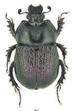 Geotrupidae for collectors | rare Dung Beetles