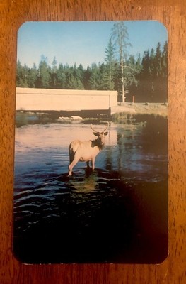 Bull Elk With His Antlers In The Velvet, Posing In A Stream. (WP18)