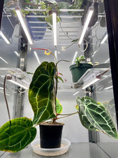 Fabrikor Tall Acrylic Shelves - 3/8" Clear - Ikea Greenhouse not included
