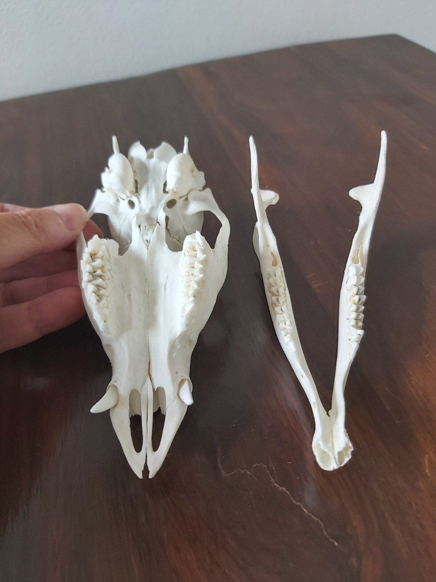蝦夷鹿hunting trophy（deer skull） Chinese Water Deer Buck Skull Taxidermy Gothic | eBay