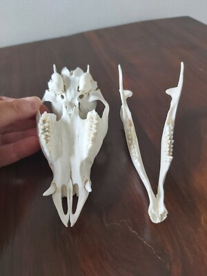 Chinese Water Deer Buck Skull Taxidermy Gothic | eBay