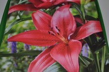 Asiatic Lily Red Flower rooted plants 5 plants BEAUTIFUL HEAVY BLOOMERS Hardy