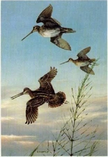 Owen Gromme Wilson's Snipe - Birds
