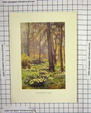 Original Old Antique Print Colour Wilderness Spring Trees Flowers Nature 20th