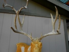 RECORD BOOK 185 1/8 GROSS 182 2/8 NET MULE DEER RACK antlers sheds whitetail