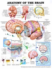 ANATOMY OF THE BRAIN Posters & Prints Canvas Art Prints Wall Painting Home Decor