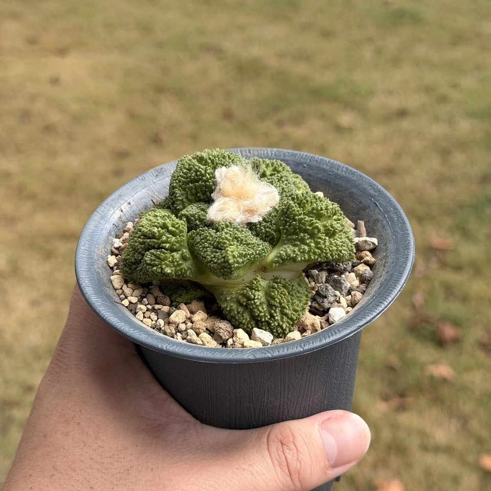 Ariocarpus Godzilla (100%pure) seed grown rare cactus - Image 4 of 4
