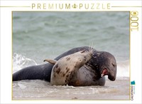 Calvendo Puzzle Spielende Kegelrobben 1000 Teile Puzzle Quer | 1000 Teile Lege-G