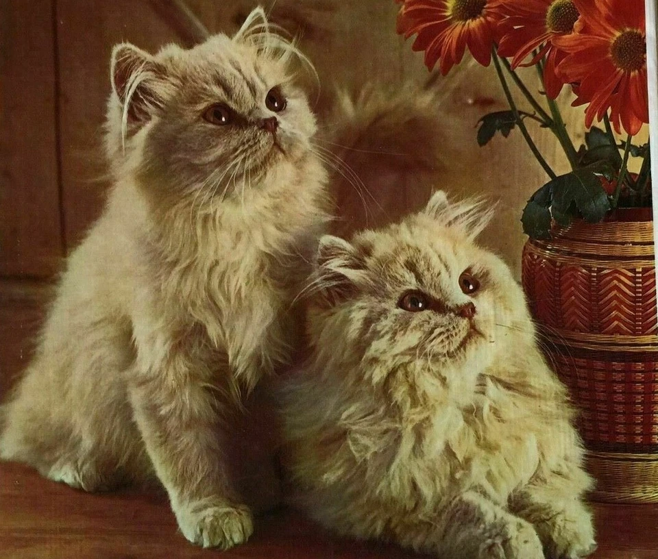 Vtg CAT PUZZLE Vtg Wooden Puzzle Vtg British Semi Longhair CAT Puzzle FLUFFY CAT - image 2 of 4