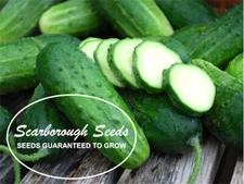 SCARBOROUGH SEEDS Boston Pickling Cucumber 50 Seeds | Non-GMO | Heirloom | USA