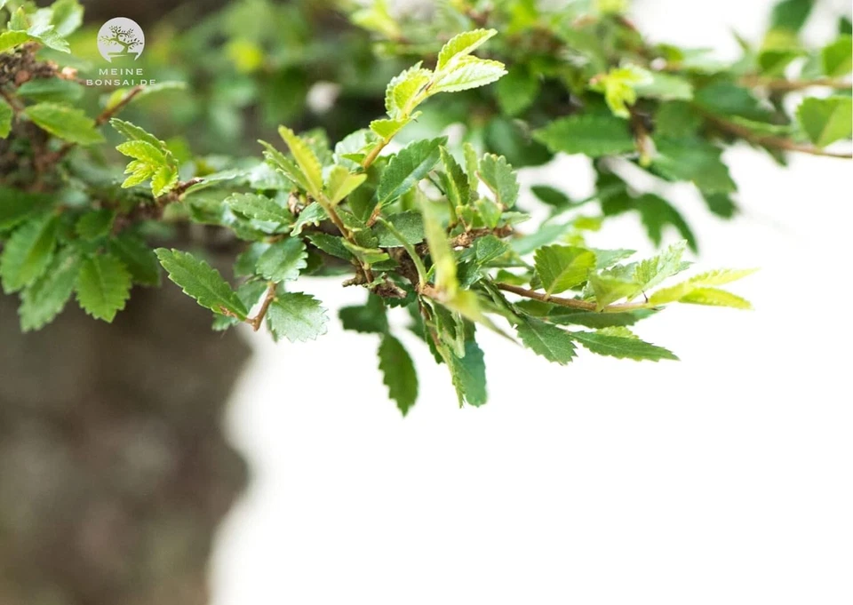Bonsai Baum mit Keramik Blumentopf - Chinese elm - ca. 7 Jahre (15 cm Schale) - Bild 4 von 4