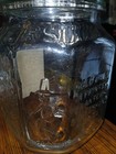 Antique PLANTERS Mr. PEANUT Pennant 5 cent JAR Candy Store With Label  — photo 4