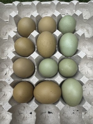 12+ Olive Egger Fertile Hatching Eggs