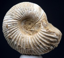 AMMONITE FOSSIL SPECIMEN Whole Fossilized Sea Life JURASSIC Natural MADAGASCAR