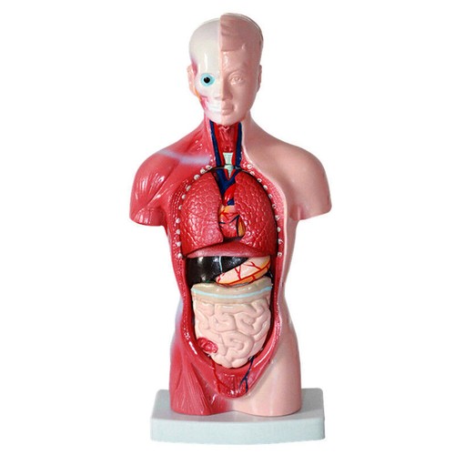 Menschlicher Torso Anatomisches Modell Skeleton Life Size MedizinischeAnatomie - Bild 3 von 11