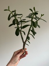 Crassula Ovata Jade Plant Cutting, Large Succulent Stem, Unrooted Money Tree - 4
