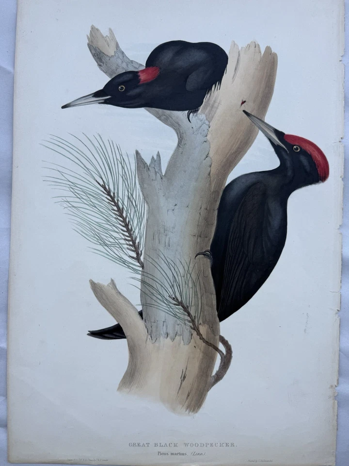 21” Original John Gould Great Black Woodpecker (Dryocopus martius) Lithograph - Image 3 of 4