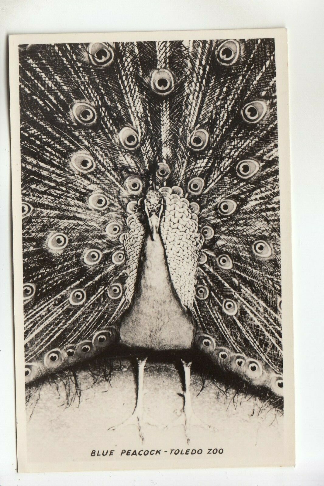 Picture 1 of 1