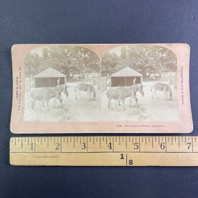Zebra Zoo in Adelaide Australia Stereoview James M. Davis Antique c1904 Y1150