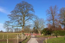 PHOTO  COUNTRY LANE NEAR PETT FARM A COUNTRY LANE NEAR PETT FARM. 2019