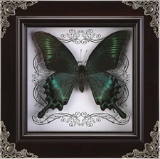 Real Butterfly Framed Handmade, Taxidermy Butterfly Shadow Box Collection, Frame