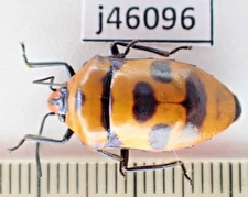 j46096. Insects, Hemipetra sp. Vietnam, Cao Bang