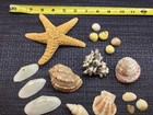 SEASHELL lot TROCHUS HARP VASUM STARFISH SCALLOP SNAIL beautiful ocean — photo 9