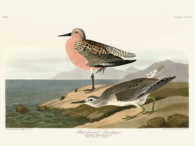 John James Audubon - Red-breasted Sandpiper - Canvas Print Wall Art - 2 sizes