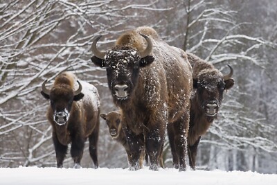 VLIES Fototapete-BISON-BÜFFEL-(4237V)-Winterlandschaft Schnee Tiere Bäume Wald