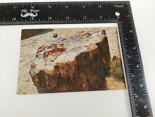 Postcard Petrified Log Cross Section Petrified Forest National Park Arizona, AZ