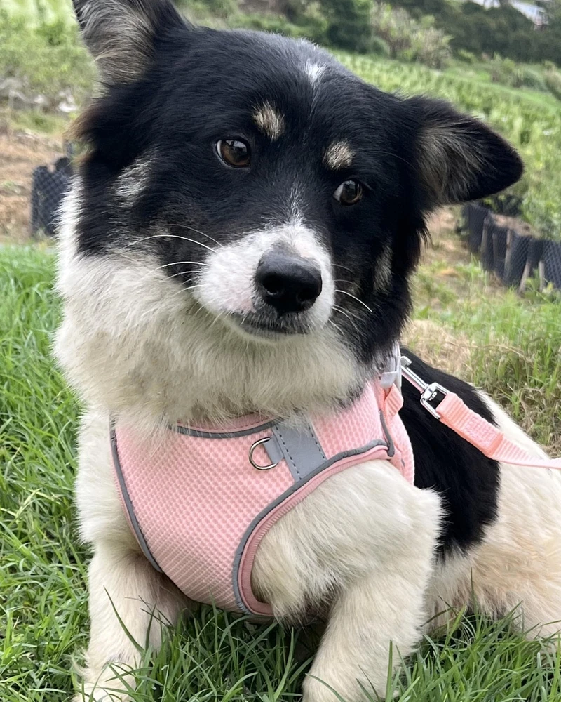 Dog Harness for Small Medium Sized Dog, Puppy Harness and Leash Set Training,...