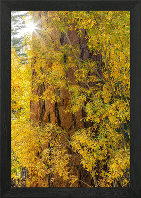 Herbstliche Baumrinde gerahmtes Wandbild Poster Leinwanddruck Bild