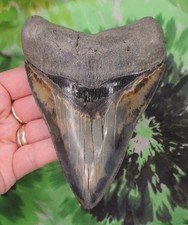 Megalodon Sharks Tooth 5 1/8
