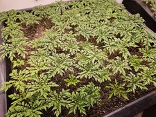 Amorphophallus ongsakulii AGA-1534 Tropical miniature aroid 3 small offsets