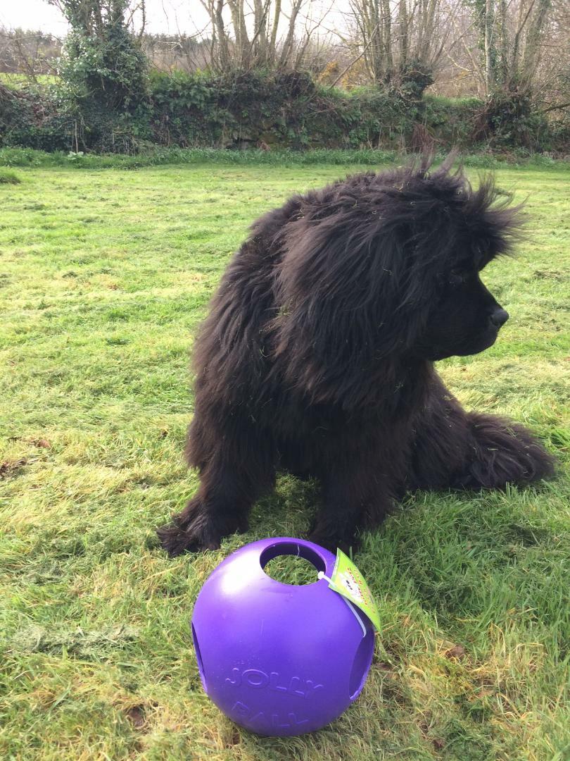 Jolly Ball Teaser Ball by Horseman's Pride 25cm 10" the big one for large Dogs eBay