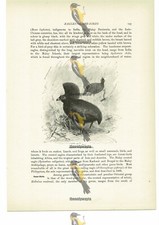 Perdices de madera con cresta, ilustración de libro de animales (impresión), c1916