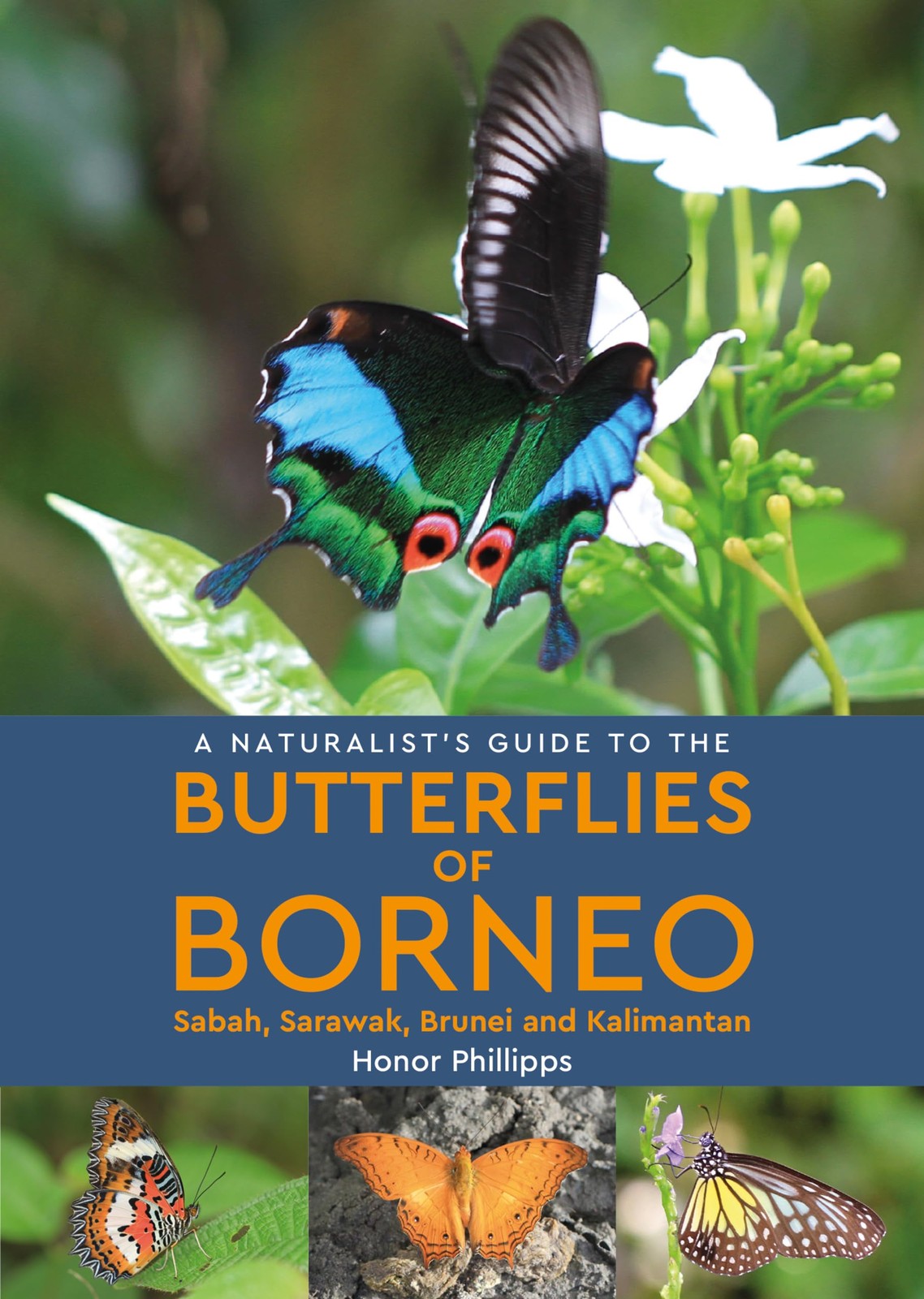 A Naturalist's Guide to the Butterflies of Borneo by Honor Ph... - - Image 5
