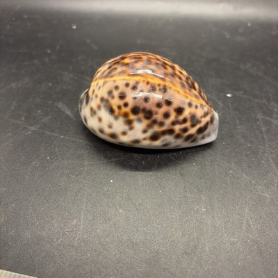 3  Tiger Cowrie Cypraea Tigris Shell (6)